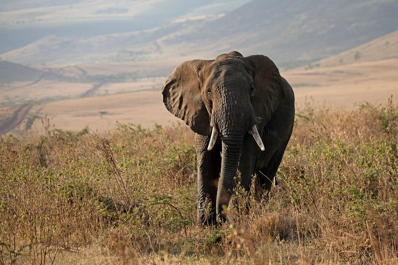 Environmental Conservation Practices